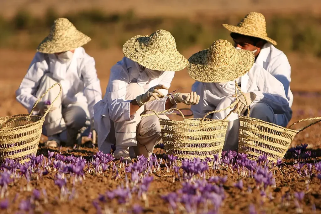 iran saffron